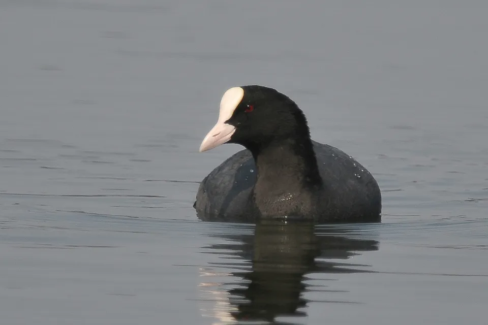 Łyska
