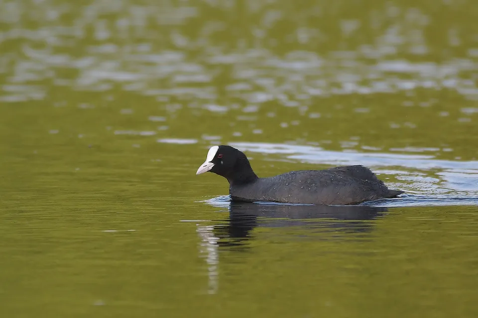 Fulica atra