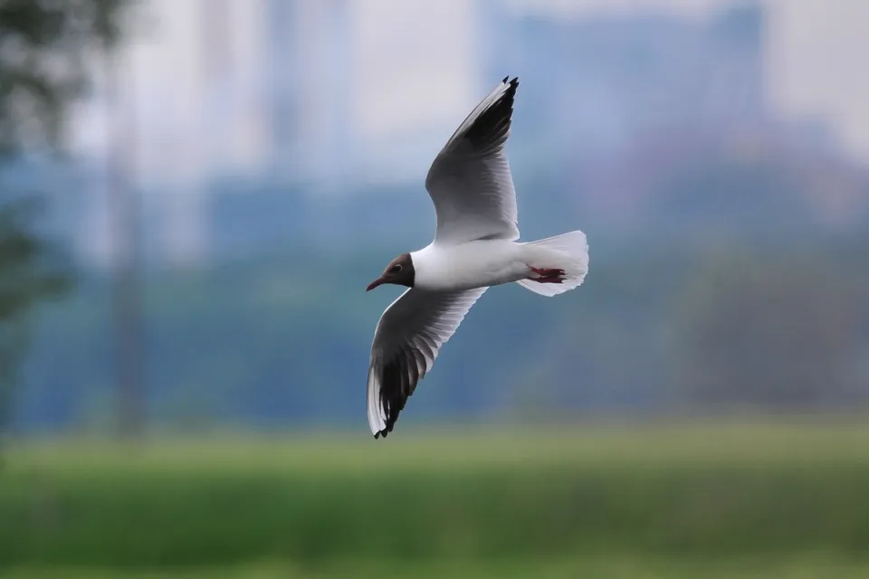 Śmieszka