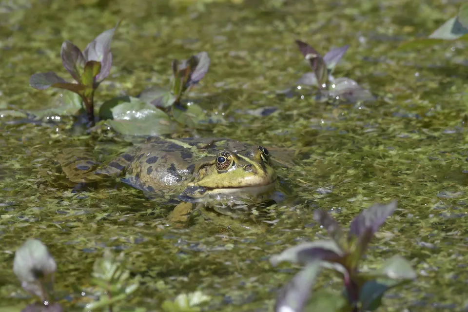 Pelophylax ridibunda