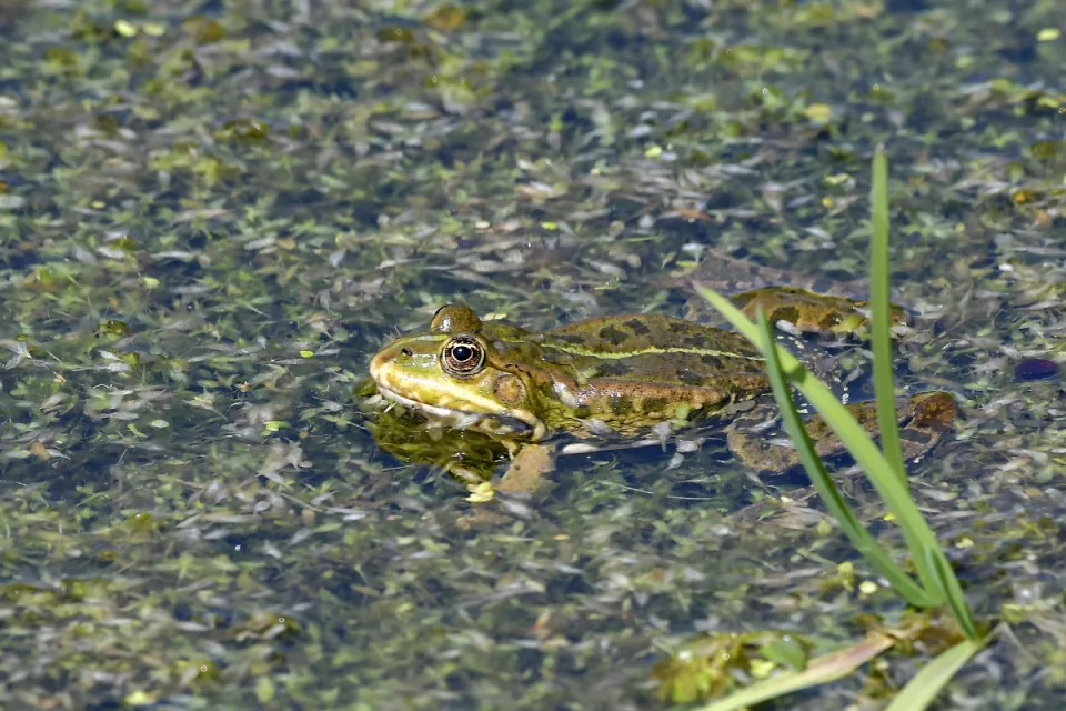 Pelophylax ridibunda