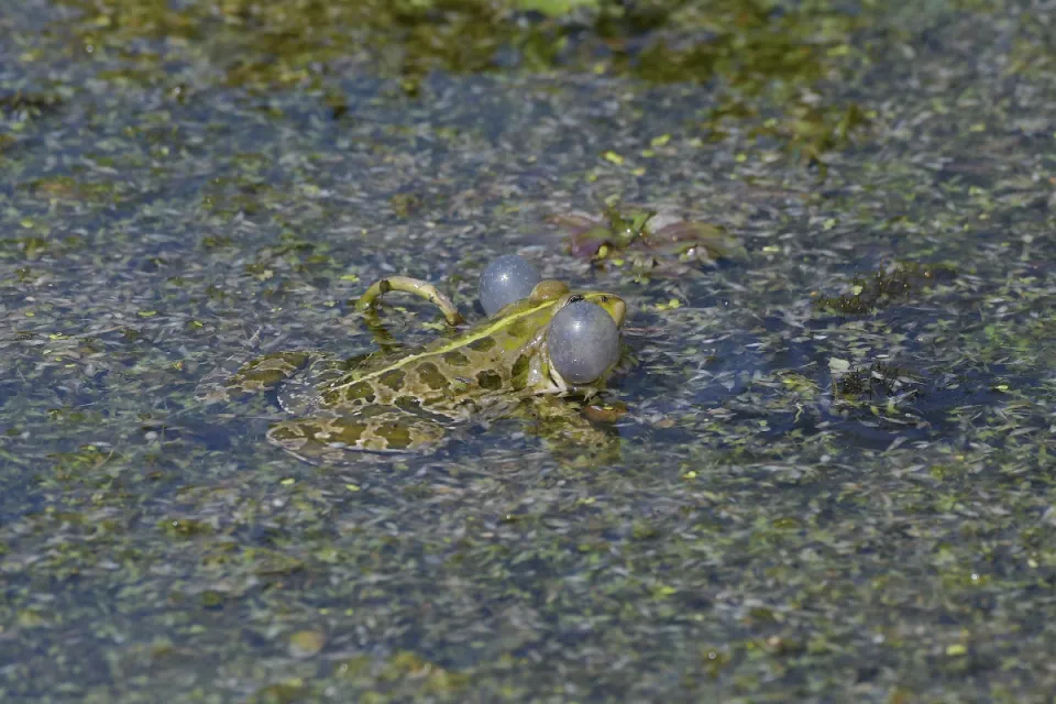 Pelophylax ridibunda