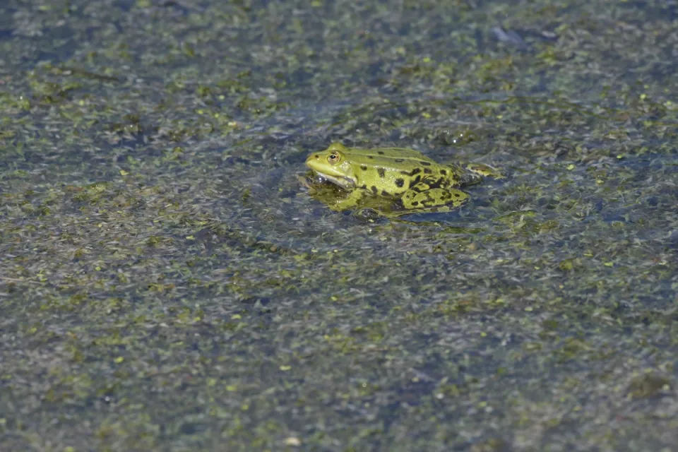 Pelophylax ridibunda
