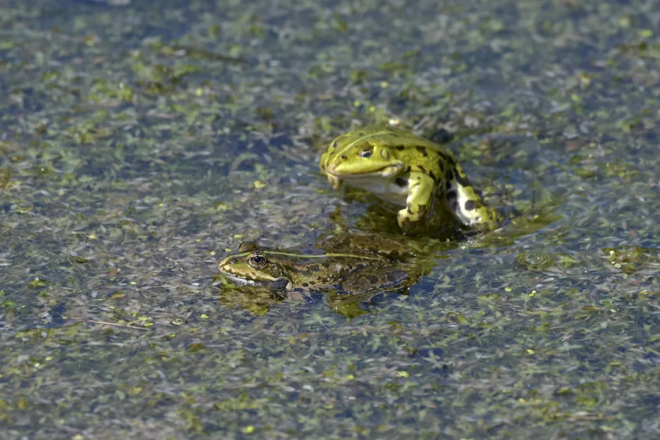 Pelophylax ridibunda