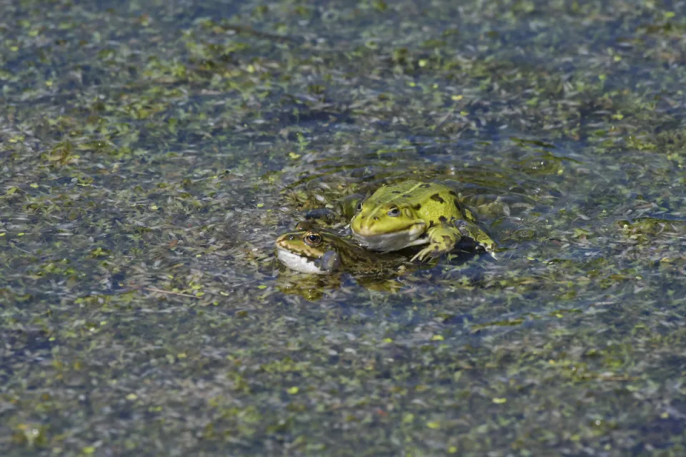 Pelophylax ridibunda