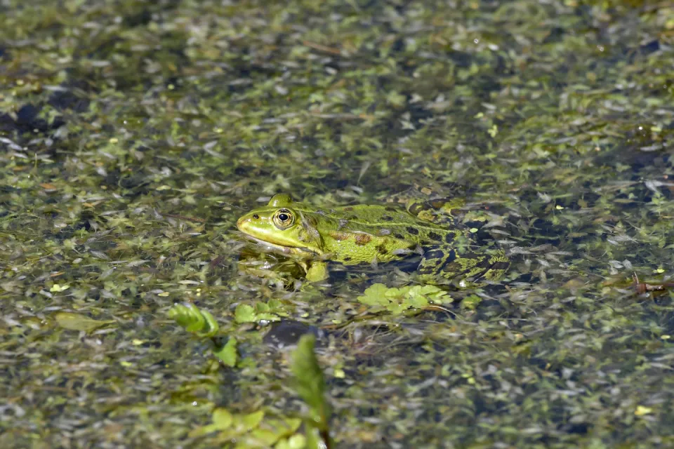 Pelophylax ridibunda