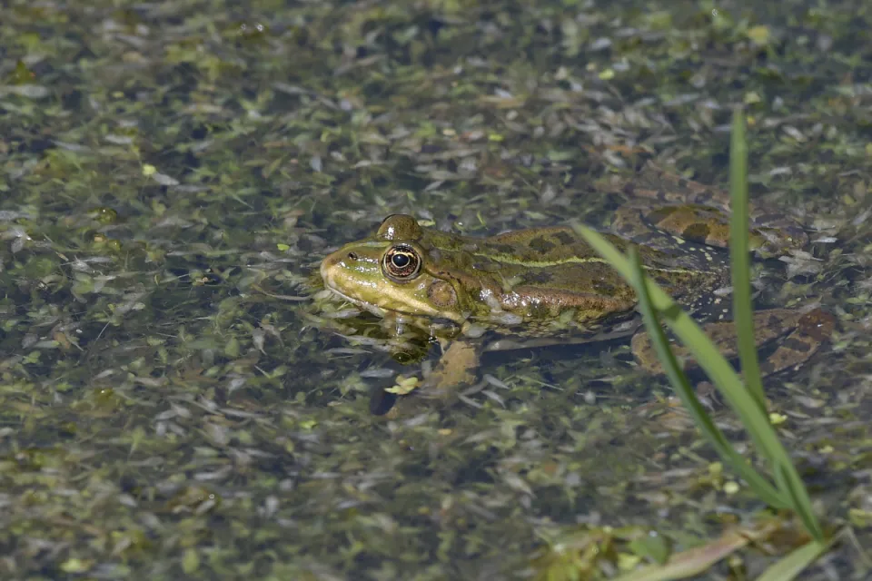 Pelophylax ridibunda