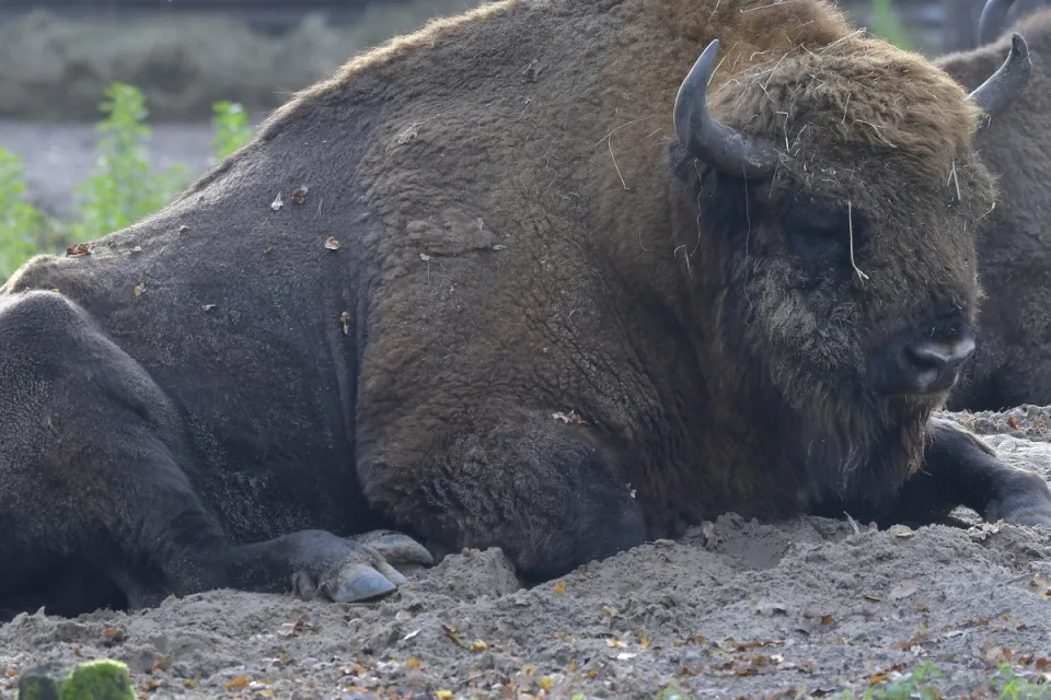 Bison bonasus