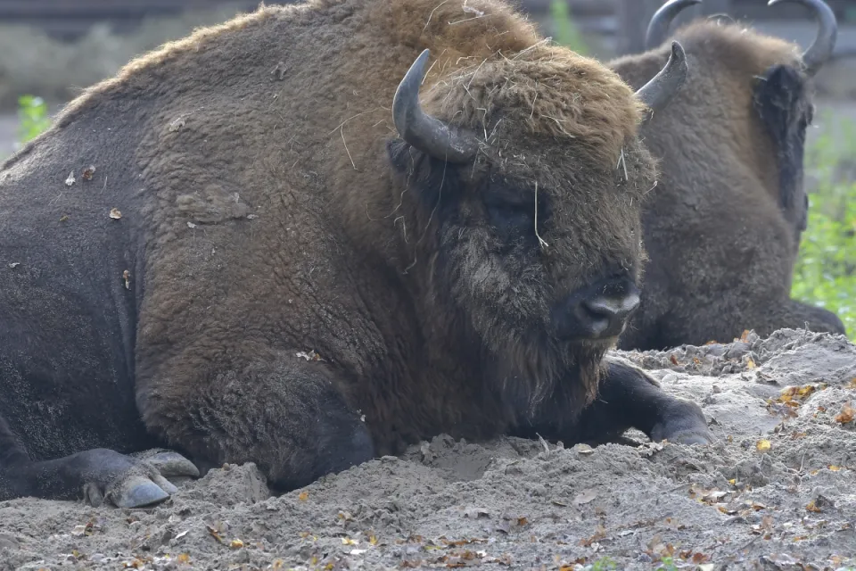 Bison bonasus