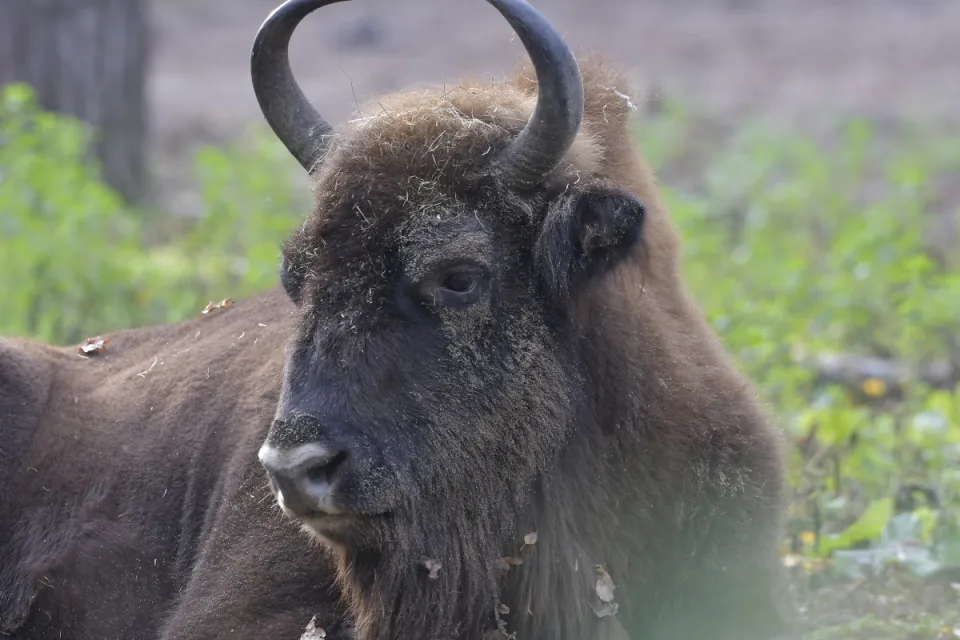 Bison bonasus
