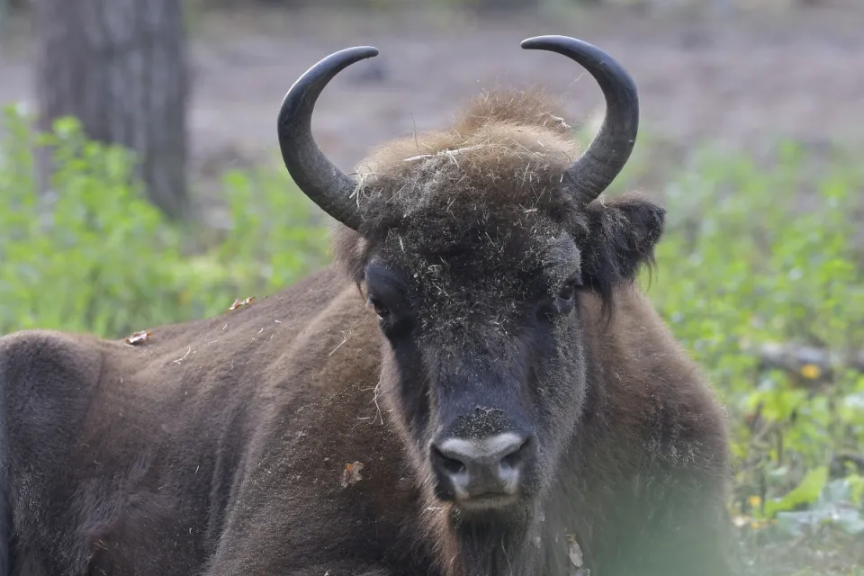Bison bonasus
