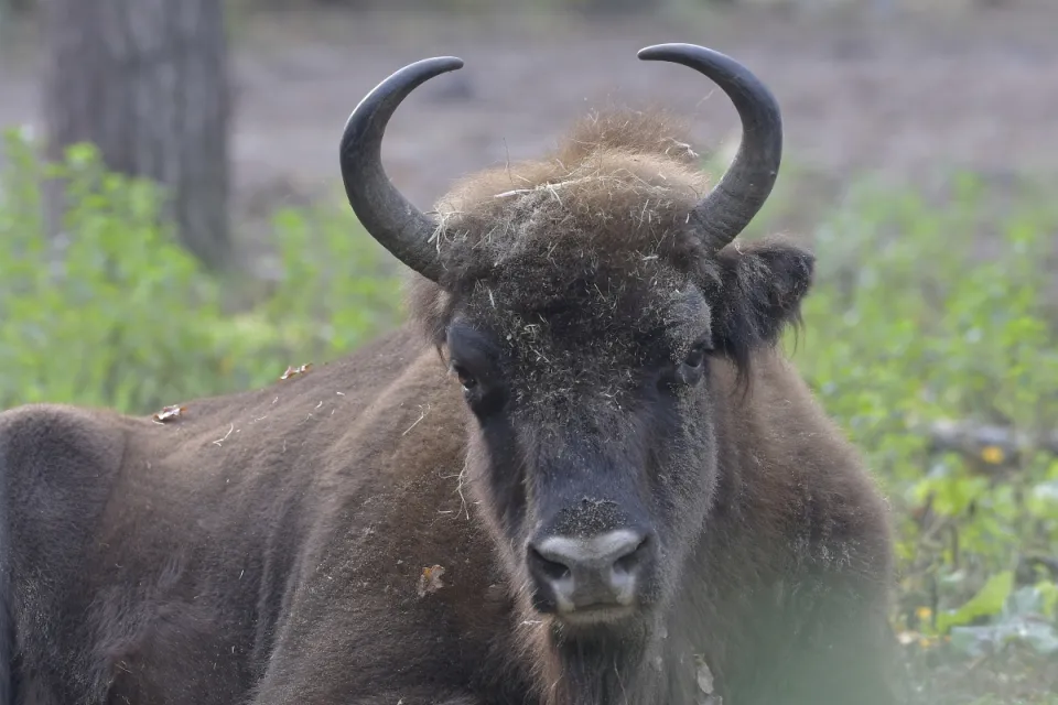 Bison bonasus