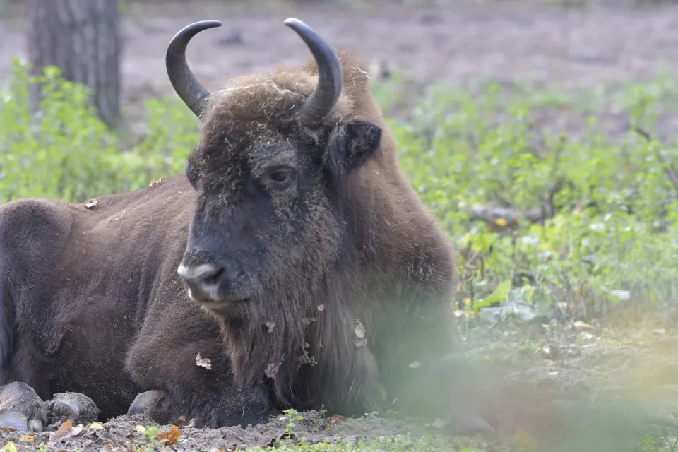 Bison bonasus