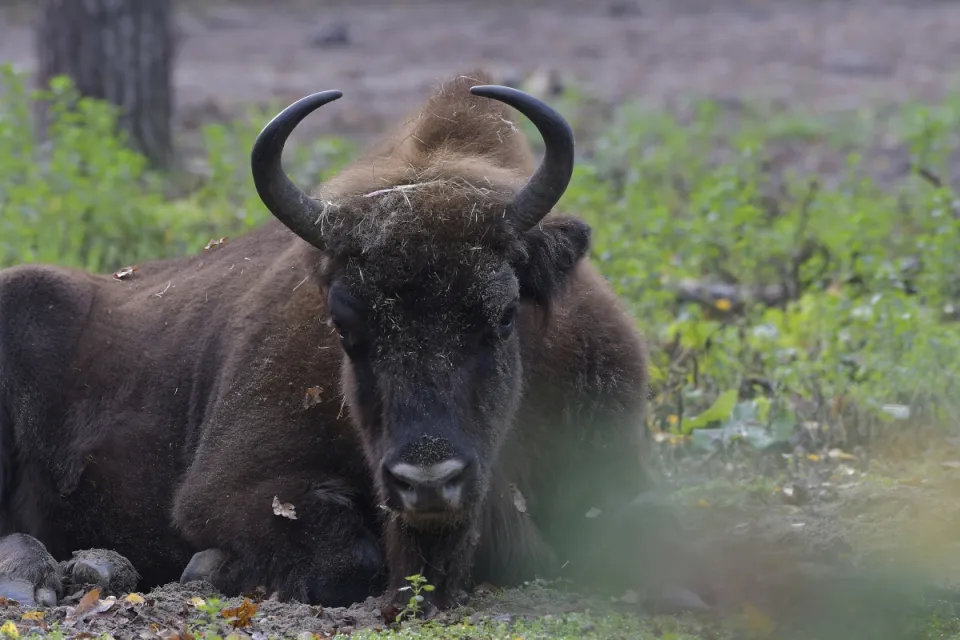 Bison bonasus