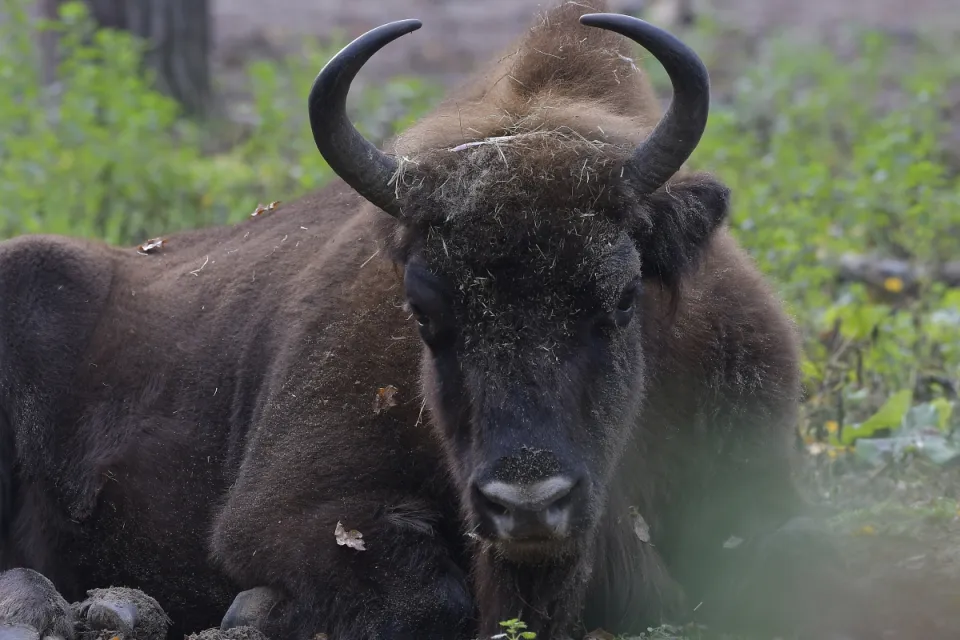 Bison bonasus
