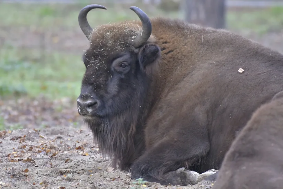 Bison bonasus