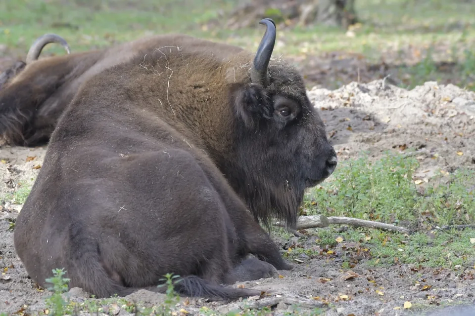 Bison bonasus
