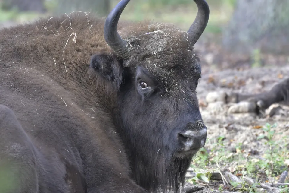 Bison bonasus