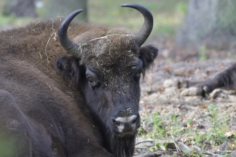 Bison bonasus