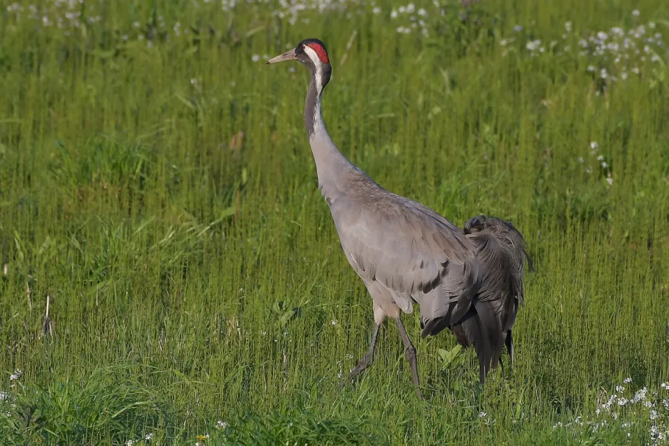 Grus grus