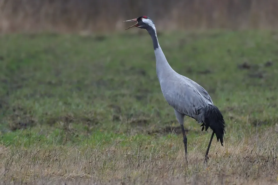 Grus grus