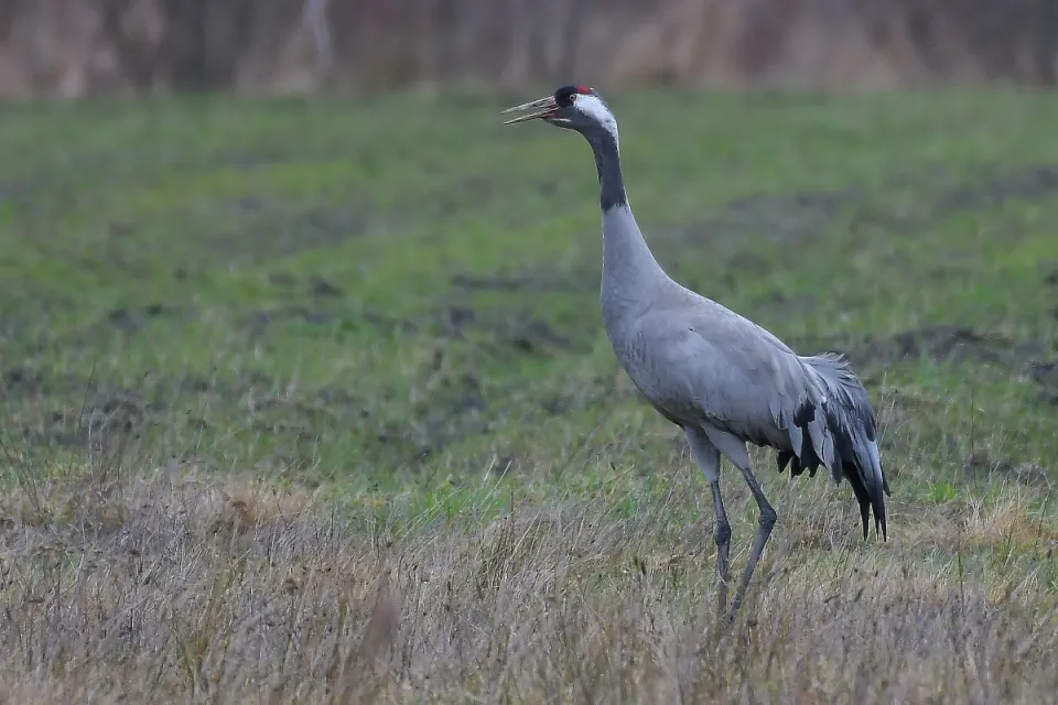 Grus grus