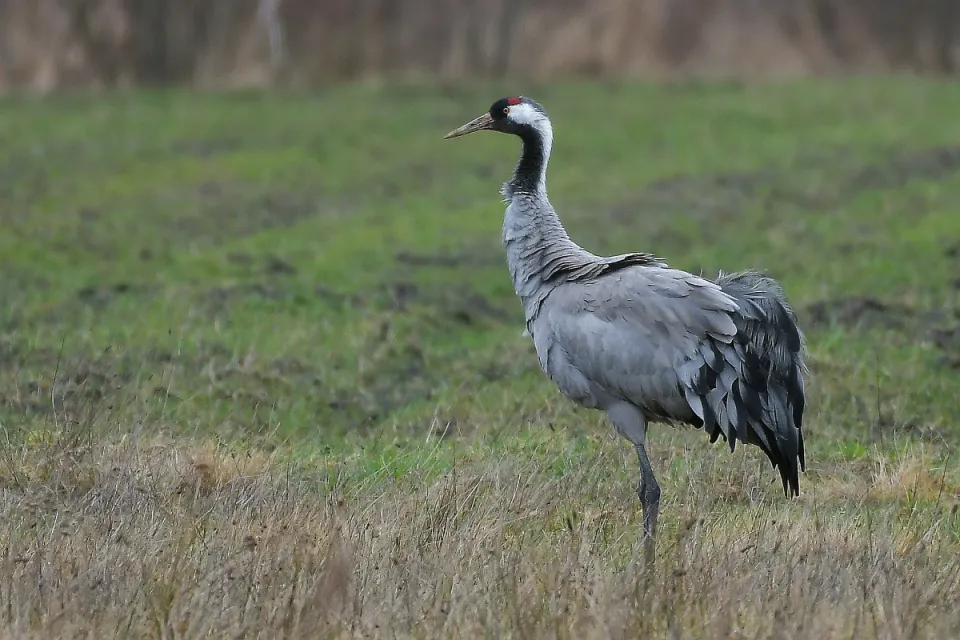 Grus grus