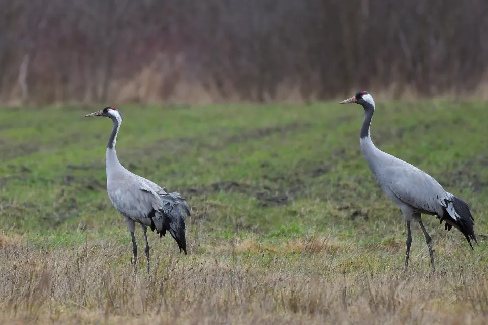 Grus grus