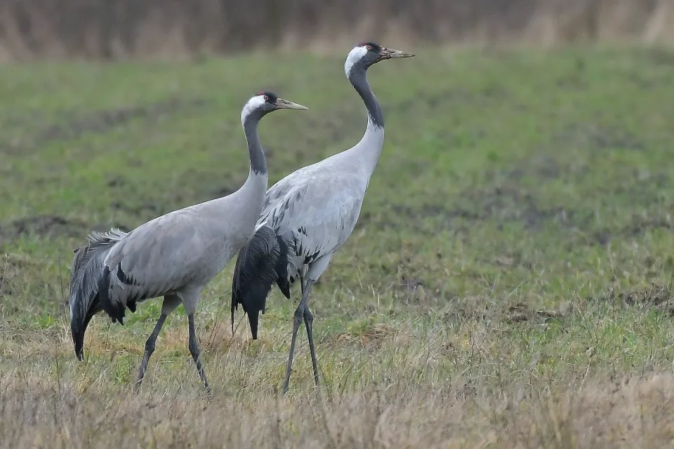 Grus grus