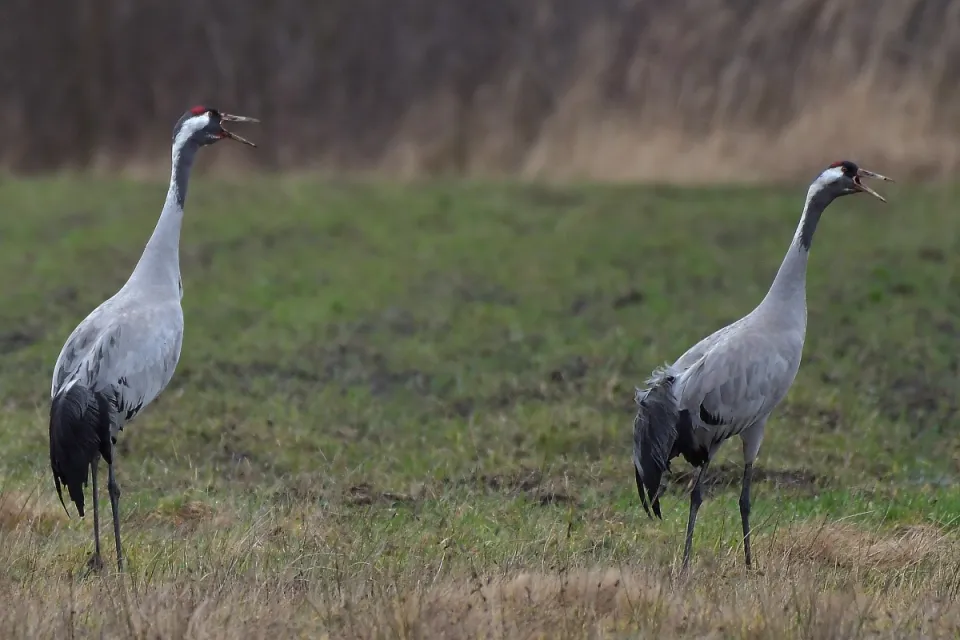 Grus grus