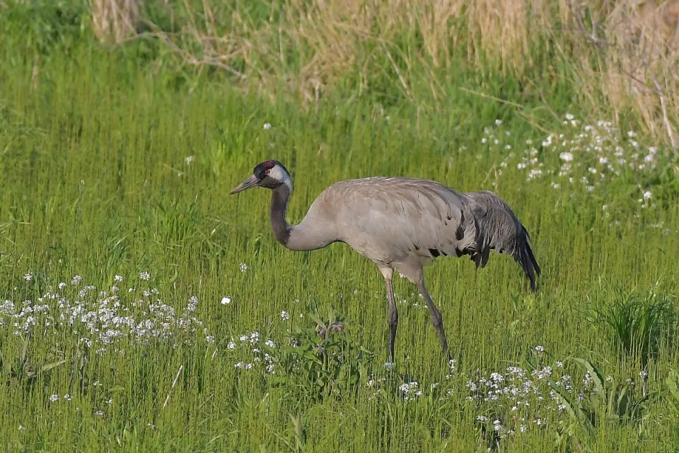 Grus grus