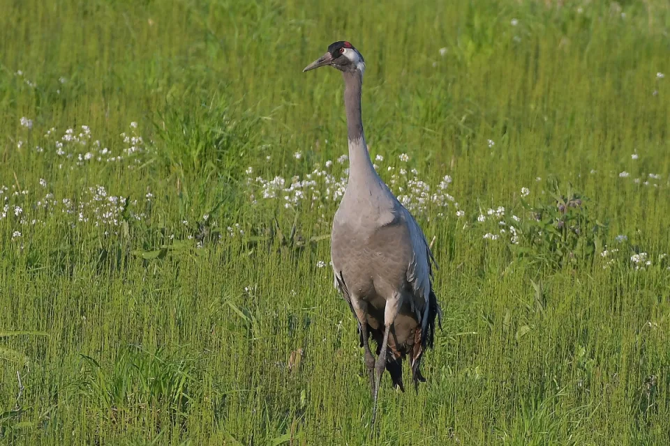Grus grus