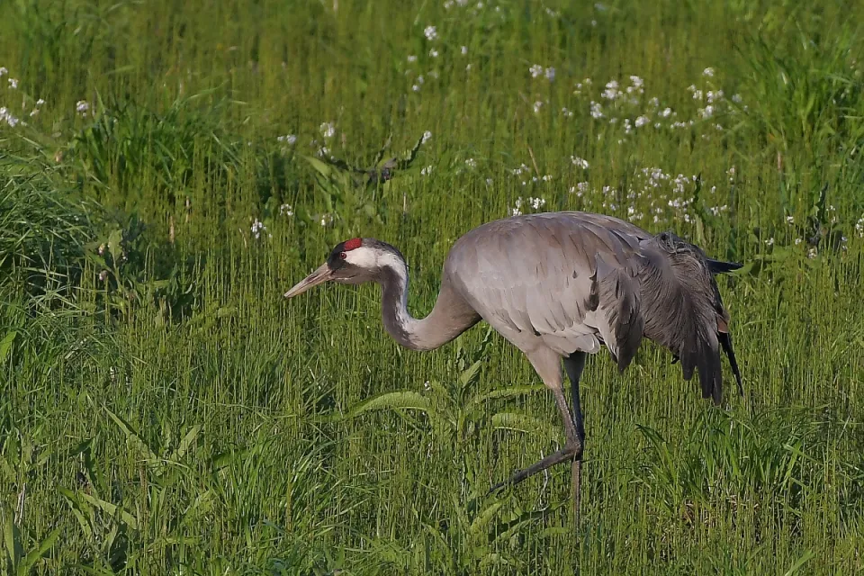 Grus grus