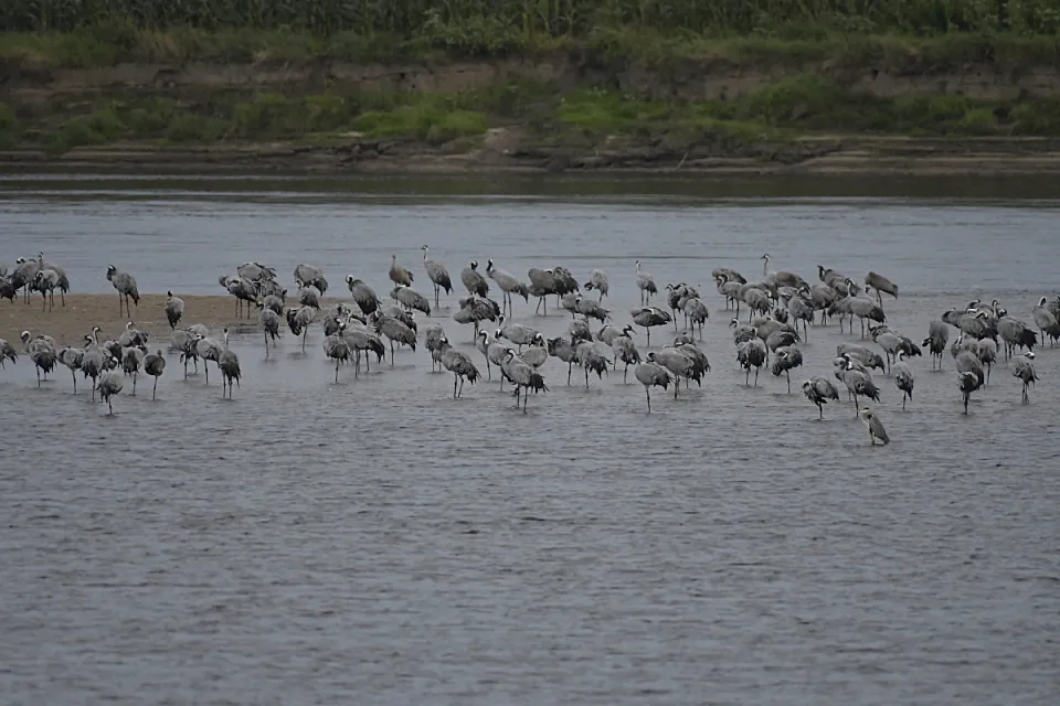 Grus grus