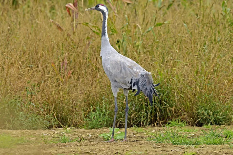 Grus grus