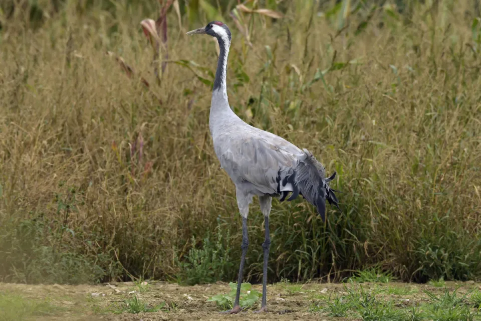 Grus grus