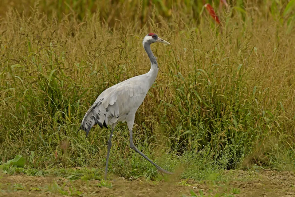 Grus grus