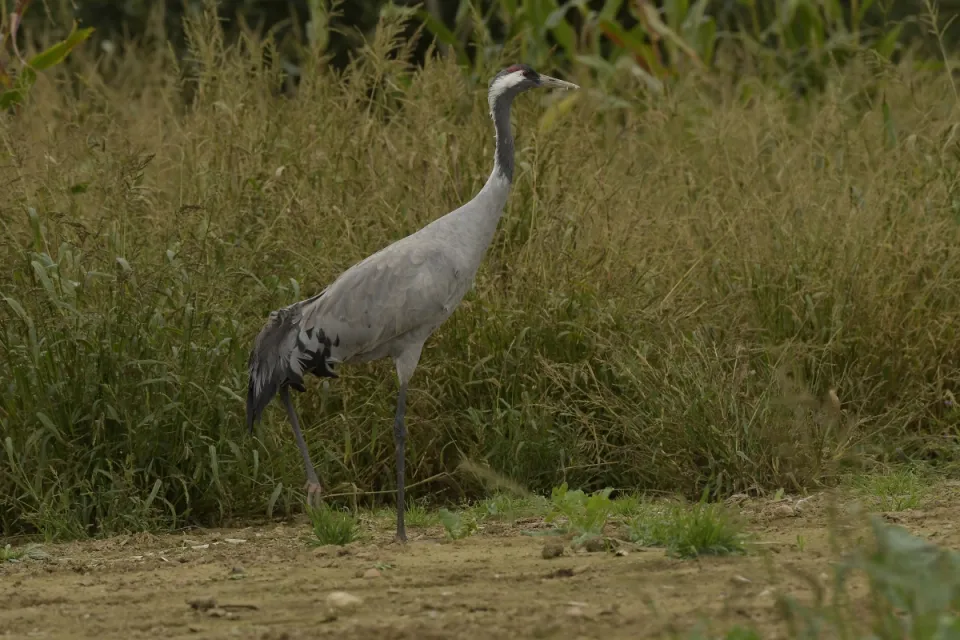 Grus grus