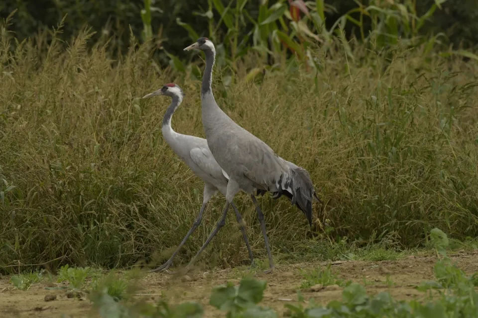 Grus grus