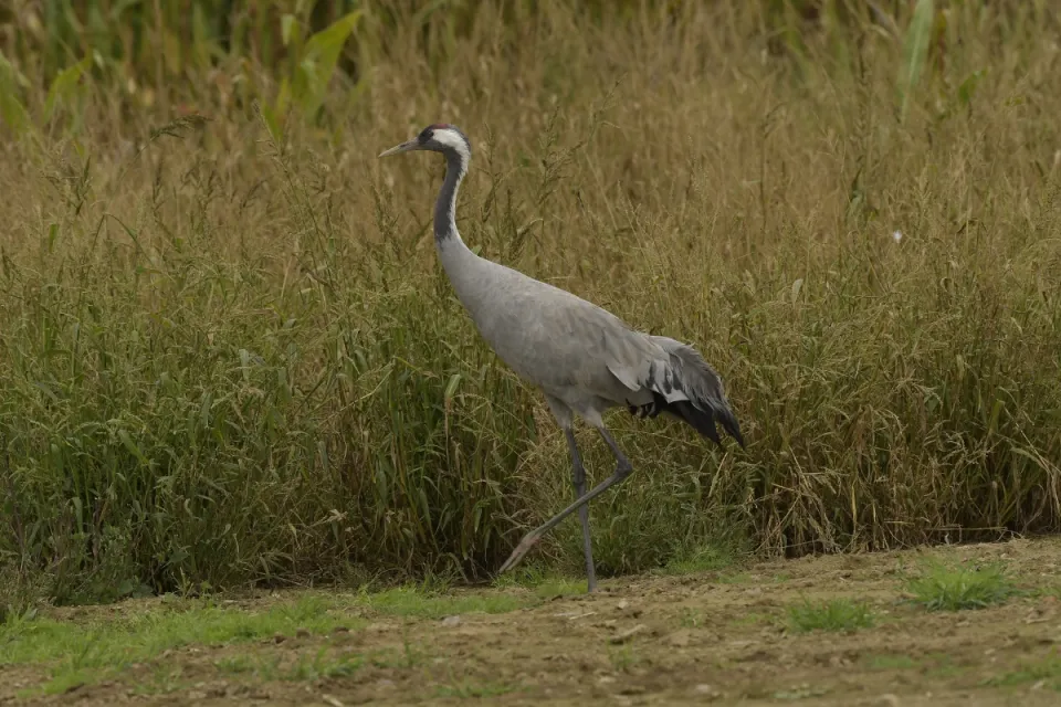 Grus grus