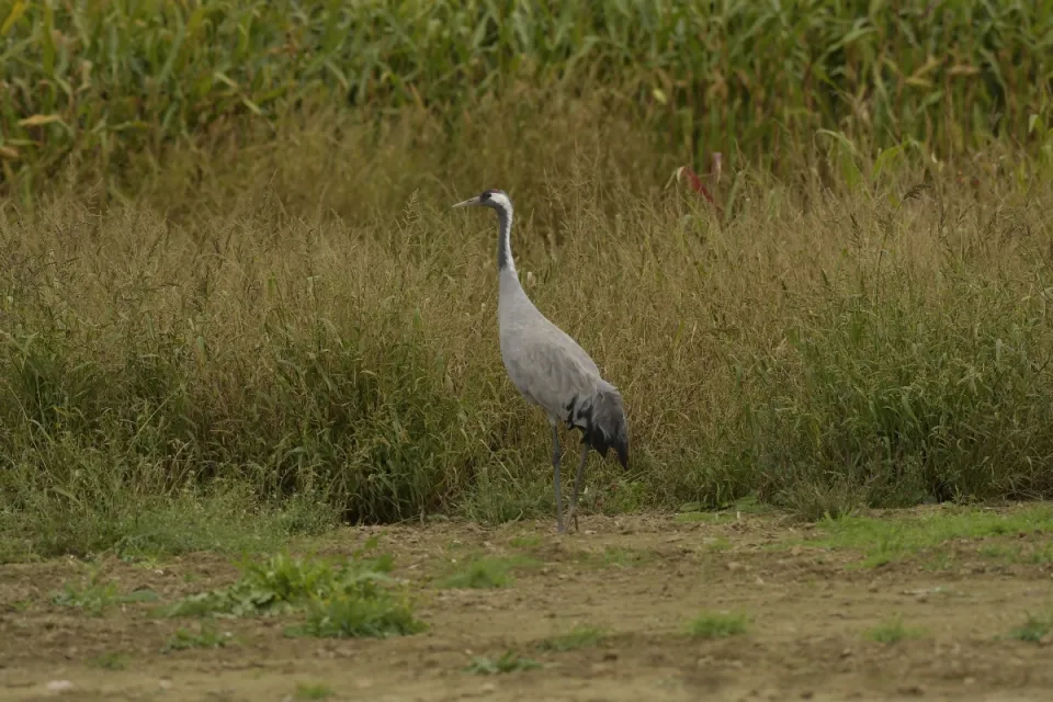 Grus grus