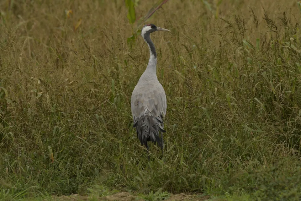 Grus grus