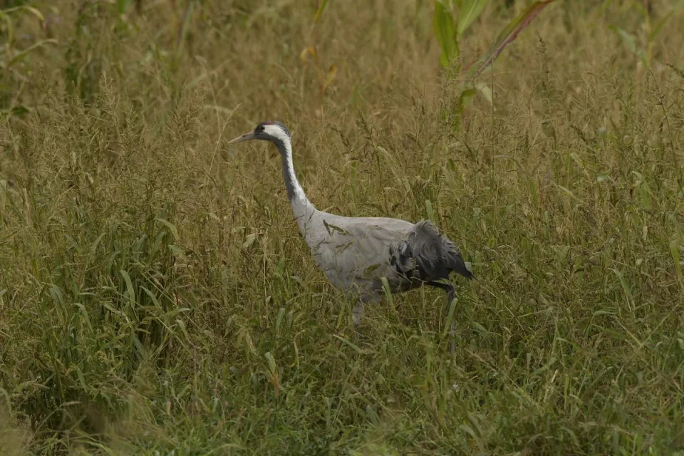 Grus grus