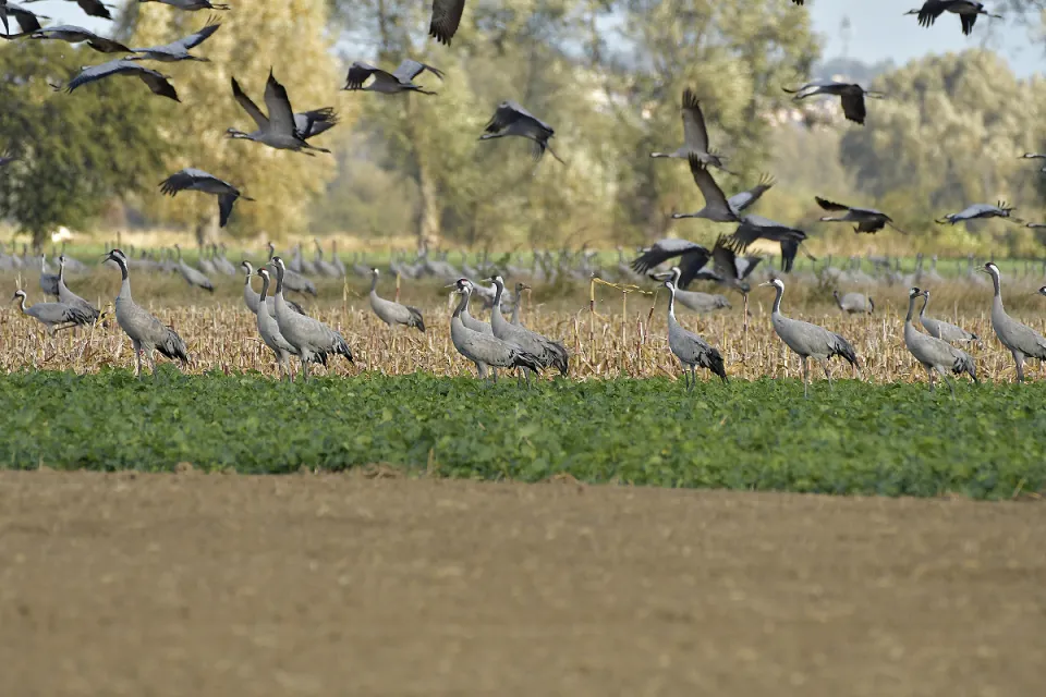 Grus grus