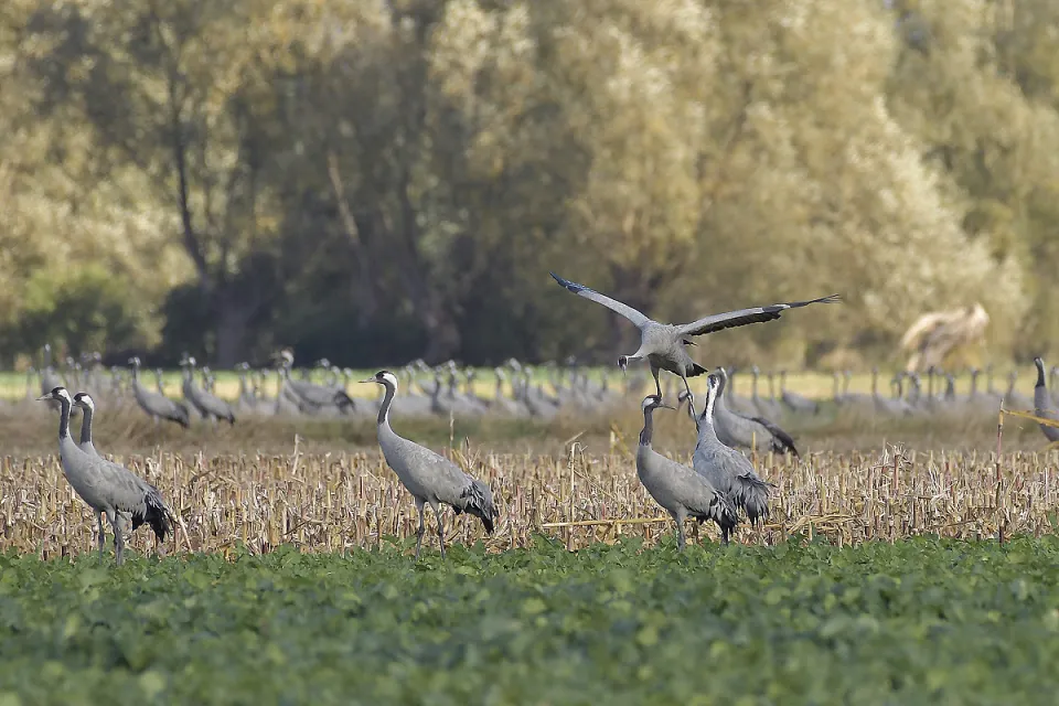 Grus grus
