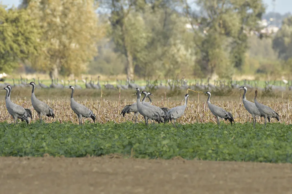 Grus grus