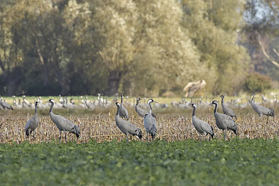Grus grus