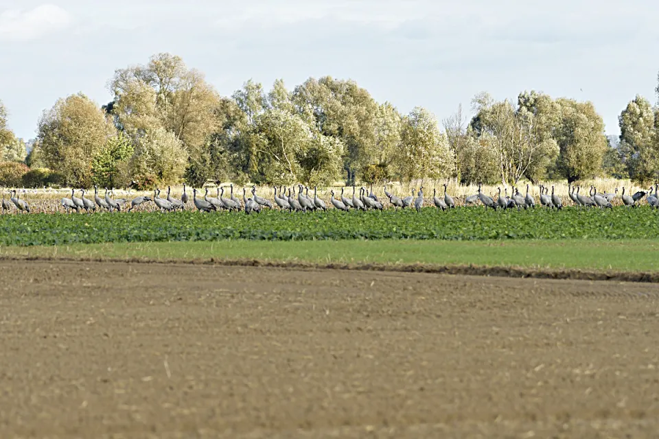 Grus grus