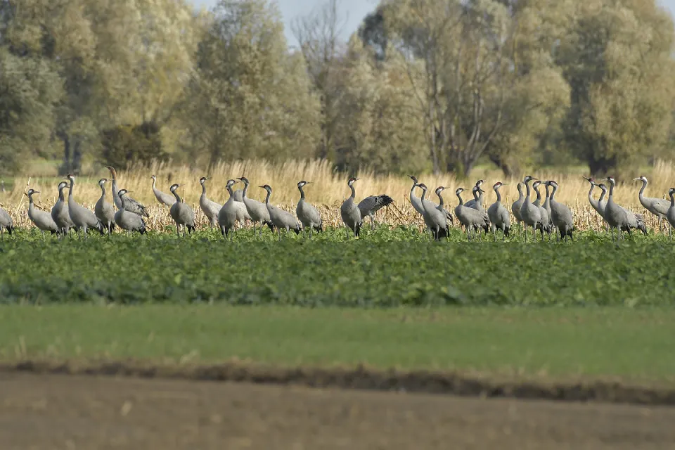 Grus grus