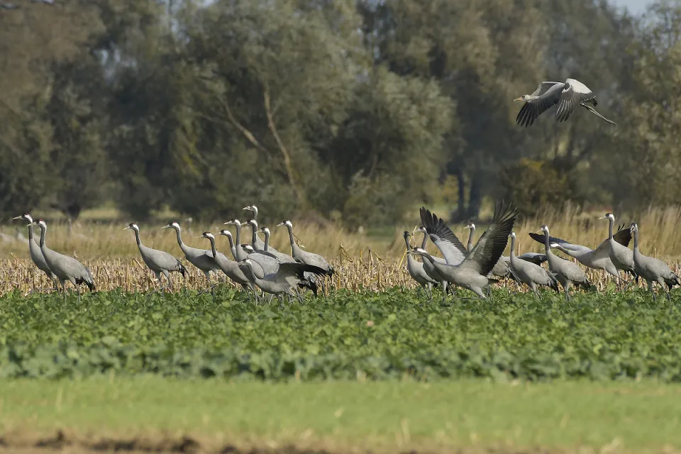 Grus grus